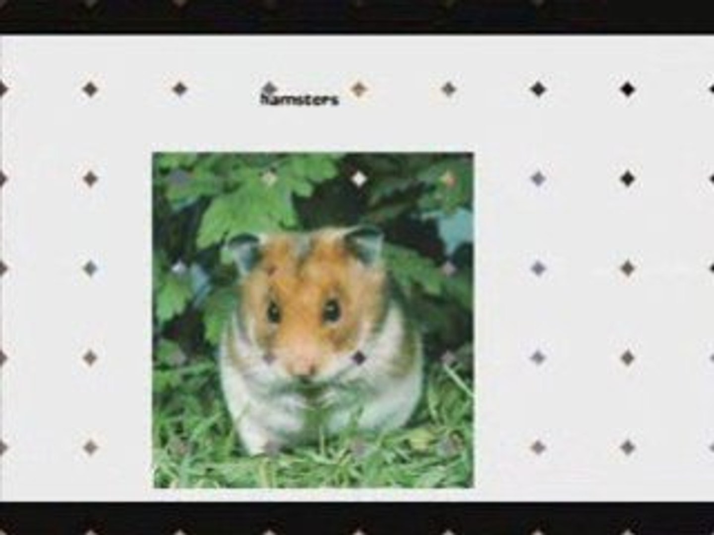 Pets 5_0001