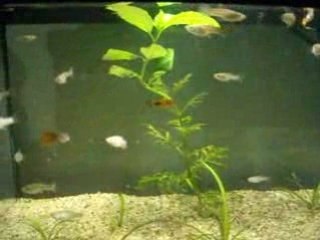 Bac alevin guppy