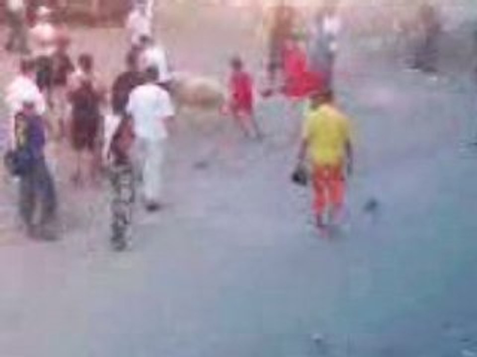 combat de mouton en algerie
