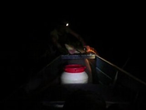 GUYANE KAW CHERCHEUR DE CAIMANS