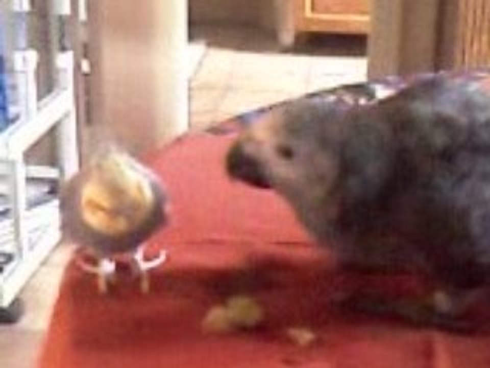 VIDEO0035