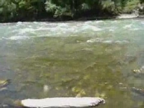 belle truite fario Le ségre juin 2008