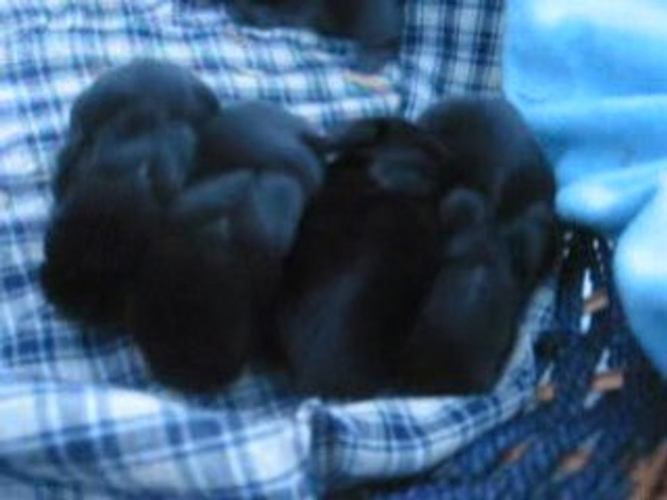 bébés lapins à 11 jours MVI_4369