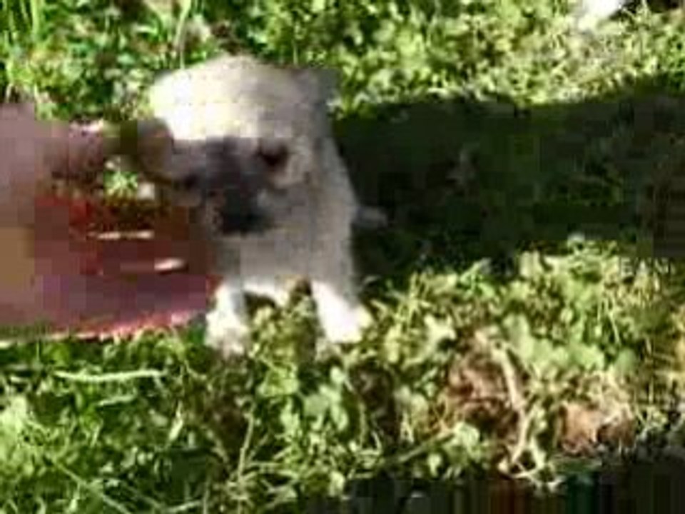 lubomir puppies