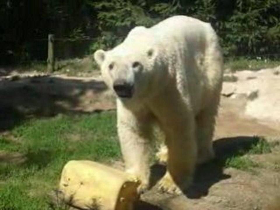Youri Mon Noun'Ours Polaire