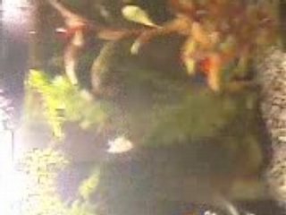 piranha de la colloque amiens