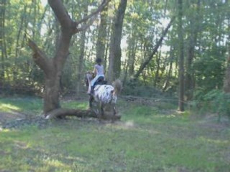 Cross amaia gypsie , diego , moii!!