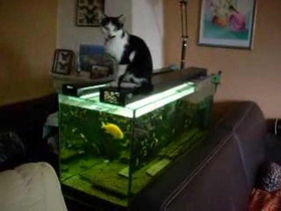 Mimicitron
