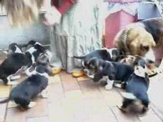 Basset Hound chiots