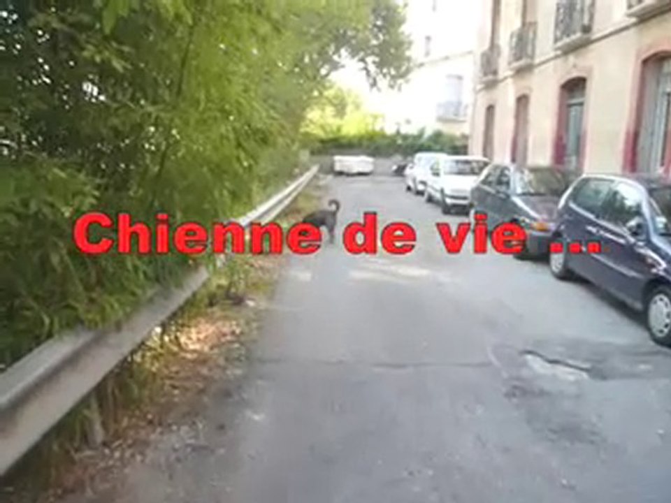 Chienne de vie