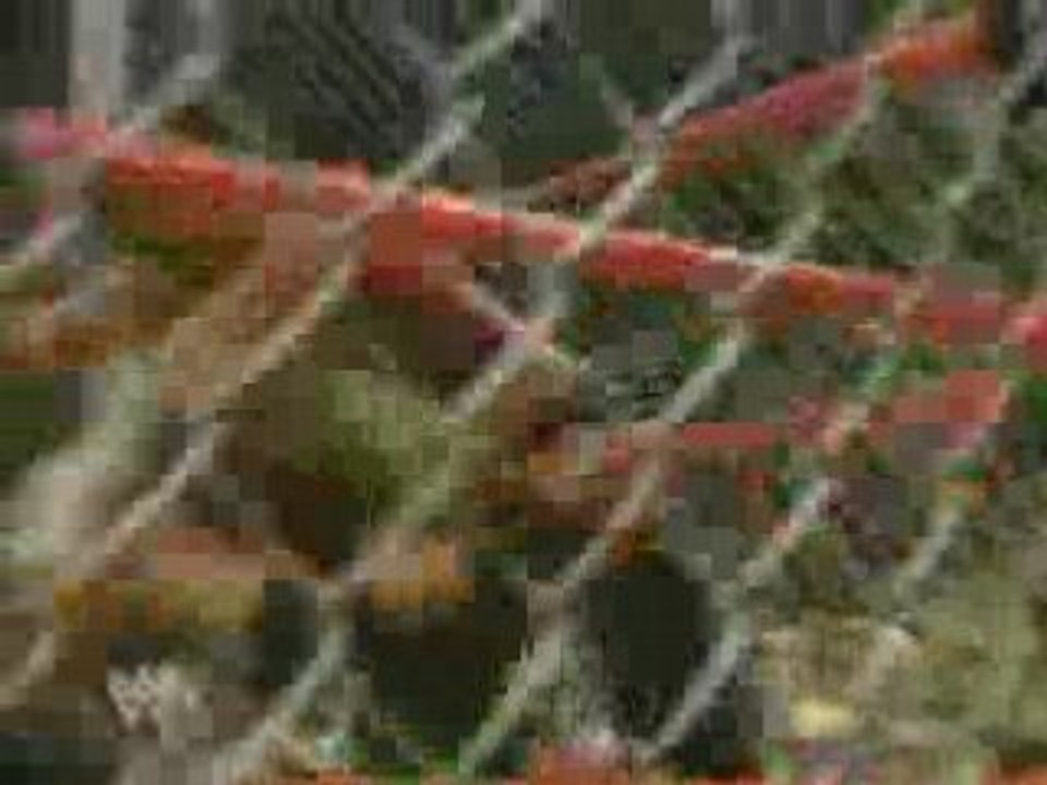 Matt vs edge en un rattico