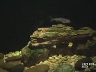 Le monde de l'océan en Asie - Siam Ocean World