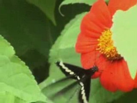 Grosse exclu Rohff Rim'k Sefyu TLF