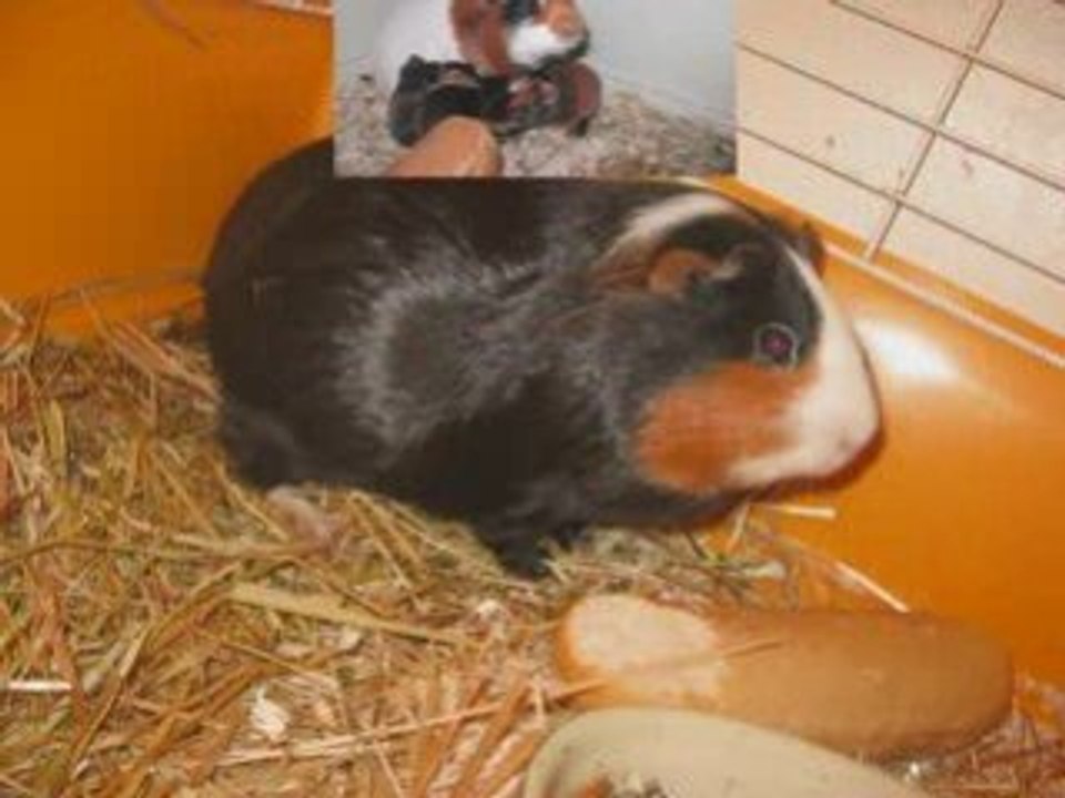 Cochon dinde  maison -  On s’est aimés