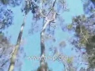 Prosternation d'un Arbre en direction de la mecque