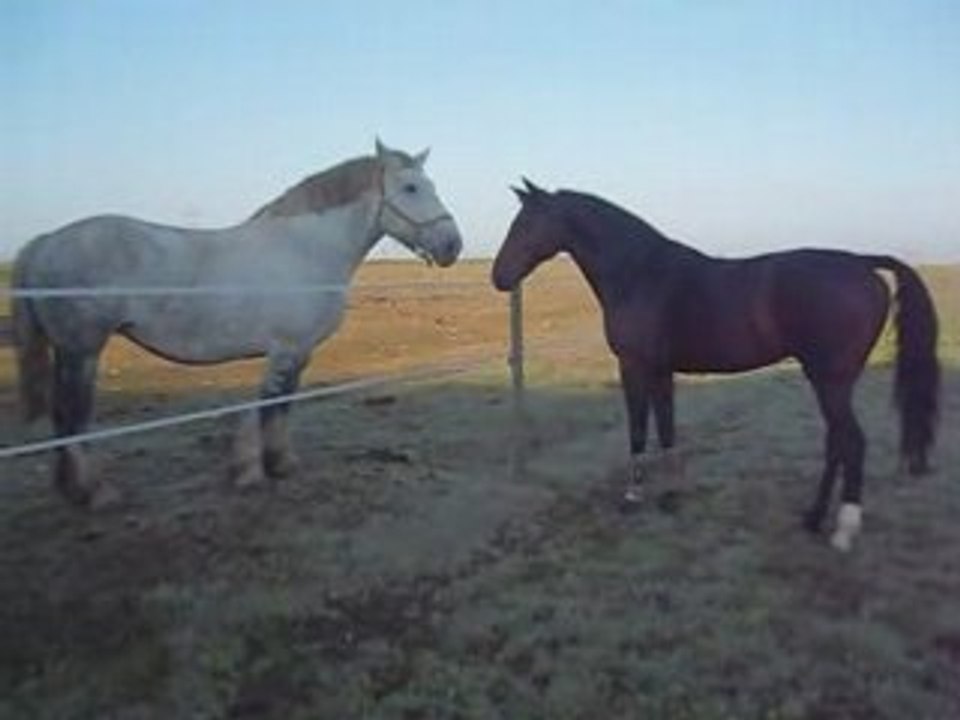 Galilée et Noisette