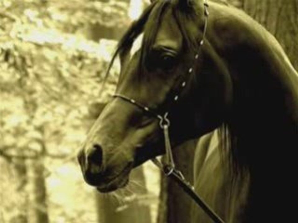 pur sang arabe,étalon Al Moubarak