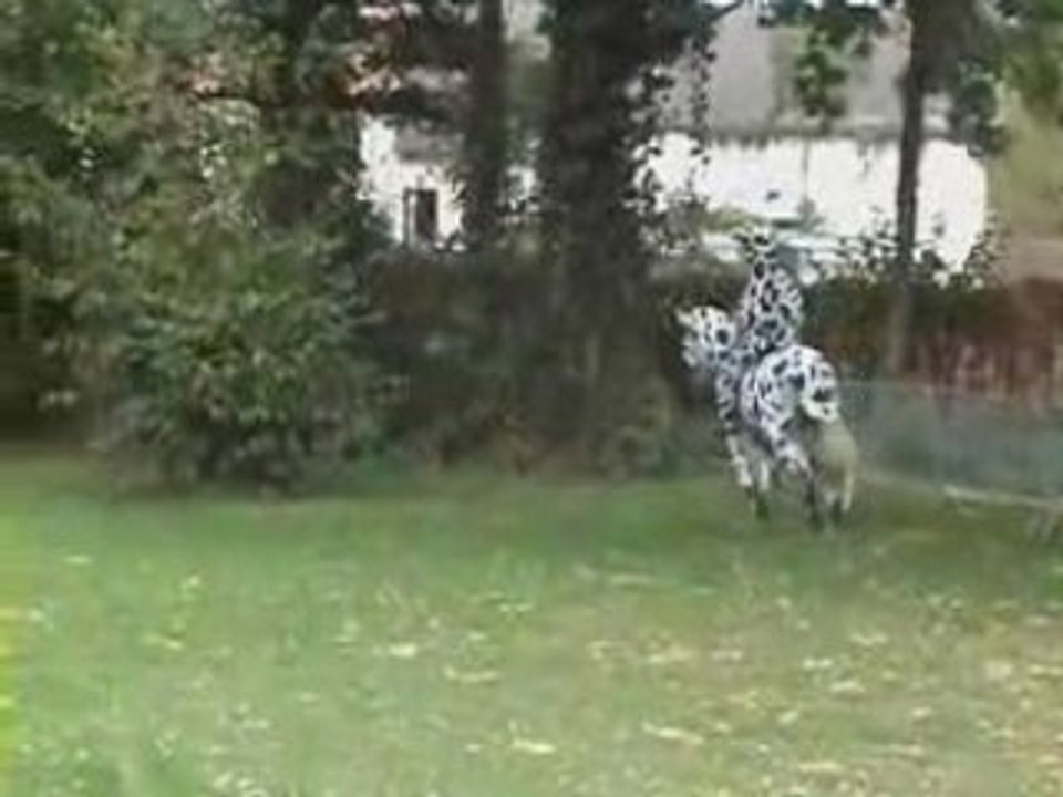 La vache folle
