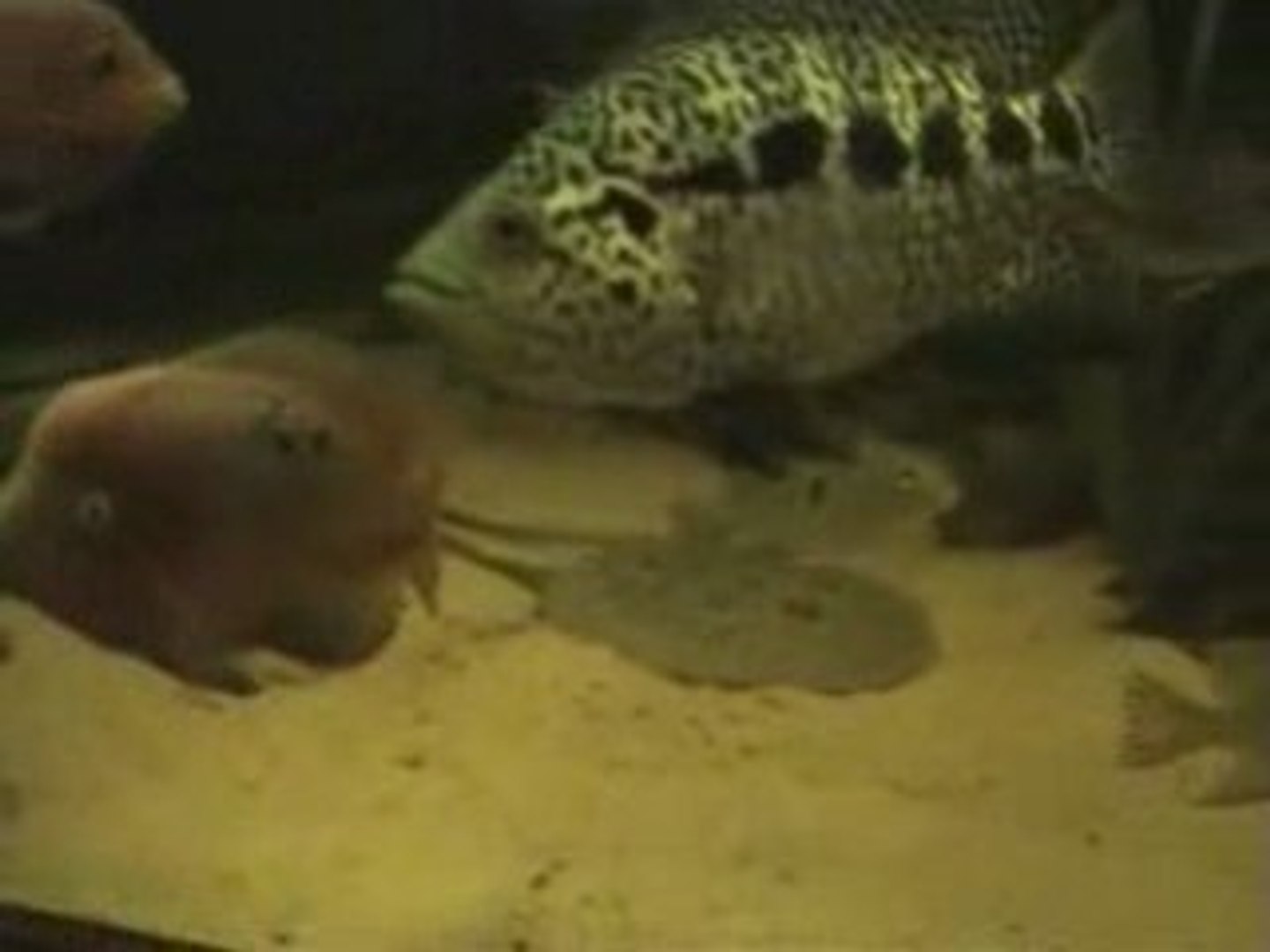 home aquarium fish tank tips
