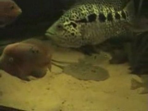 home aquarium fish tank tips