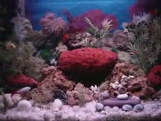 aquarium tips and equipments