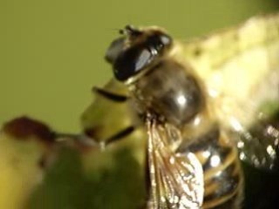 Macro Testing