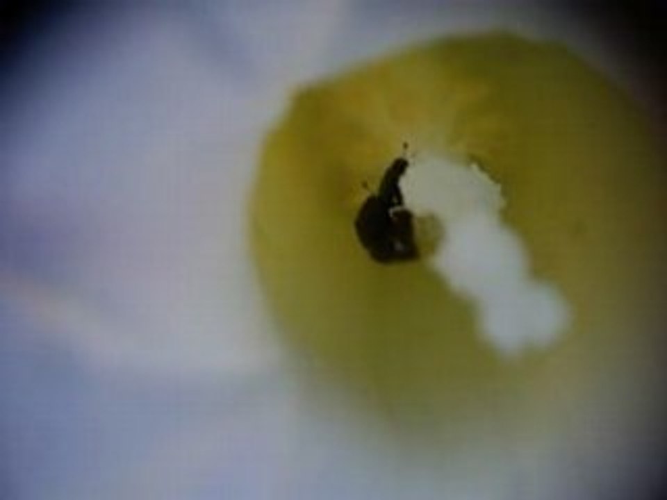 Macro Testorama