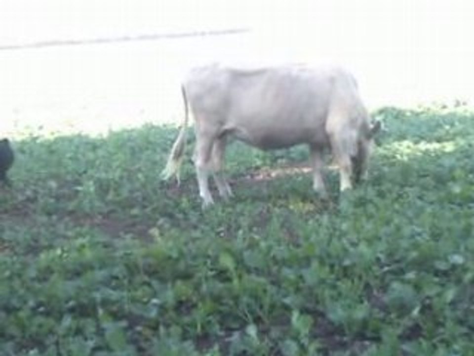 Mathy, Rumba et la Vache V2