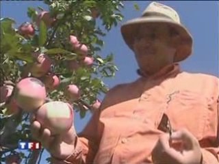 Les pommes marquées