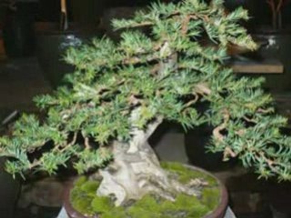 Bonsai tips and advice