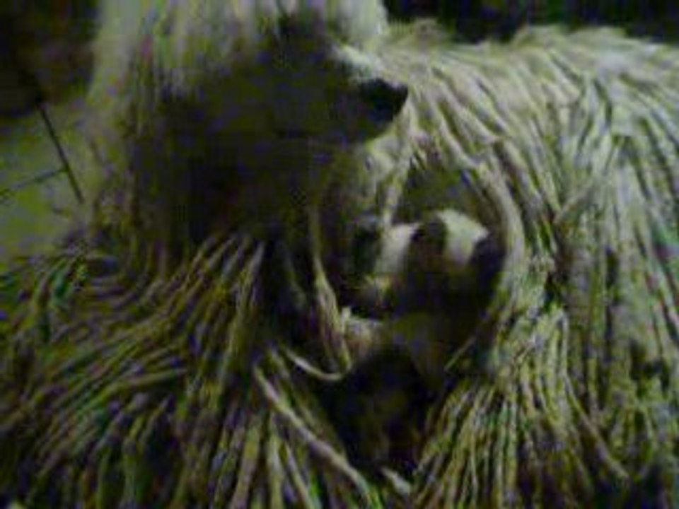 hermine et son yetty