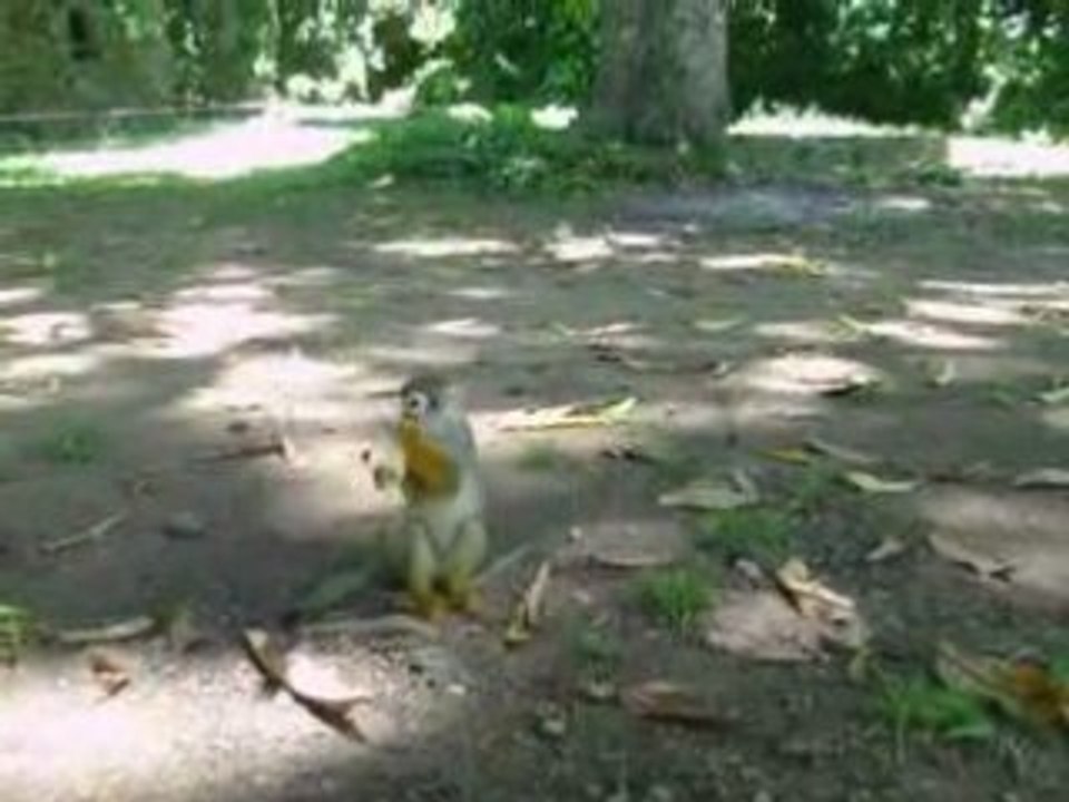 Miquitos 1