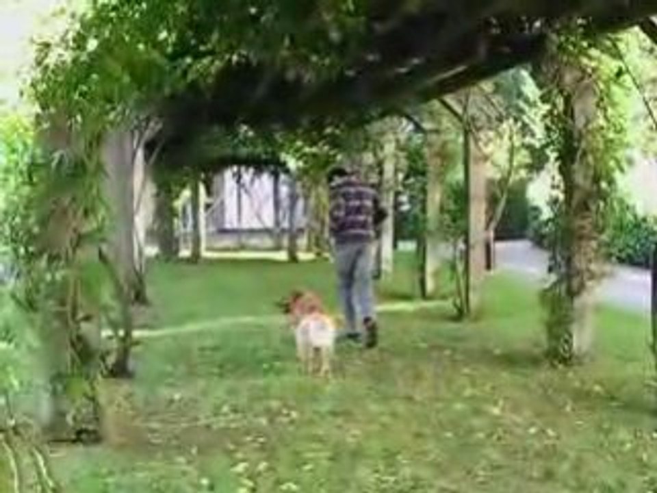 Education canine à domicile