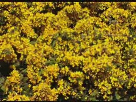 Jsk anwa wigui d imazighen