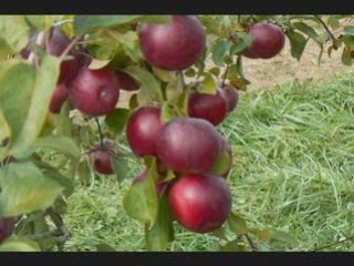 Vidéo pommes par Myriam Arseneau octobre 2008 St-Germain