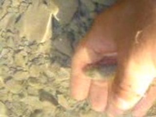 Derede gökala (rainbow trout in the wild stream)