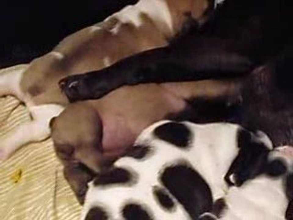 Vidéo-baby-boulis.15 Jours