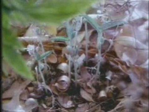 Les miracles du coran islam 6