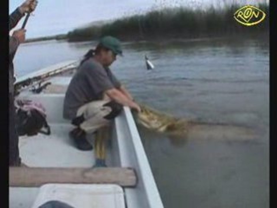 péche énorme silure