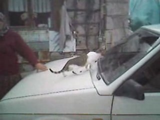 Rize Ovit Dağı Yayla Evi