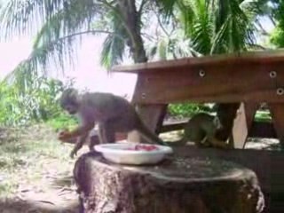 Saimiri - petits singes