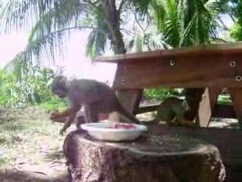 Saimiri - petits singes