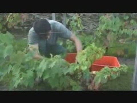 dixhuitinfo.com - Vendanges à Montmartre Paris 2008