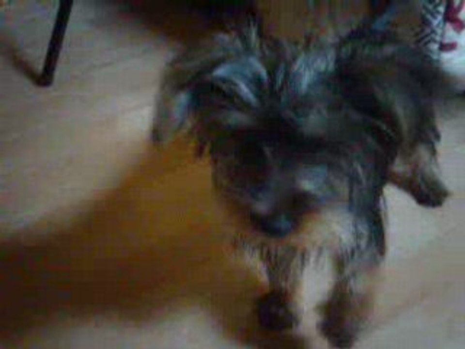 leon