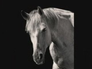A Sampling of Equine Art & Photography