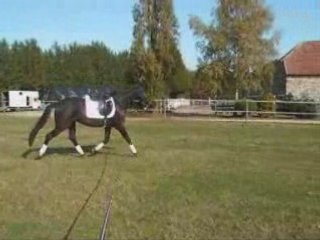 Dhéa en longe octobre