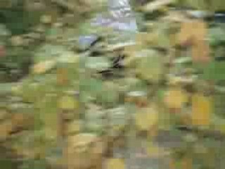 Petit saut  en pasant sur marche