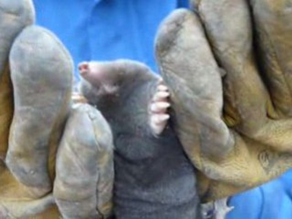 taupe à l'air libre.mpg