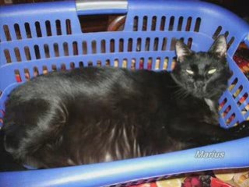 Le clan des chats 5