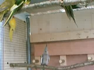 CLIP0034 Volière extérieure des kakariki